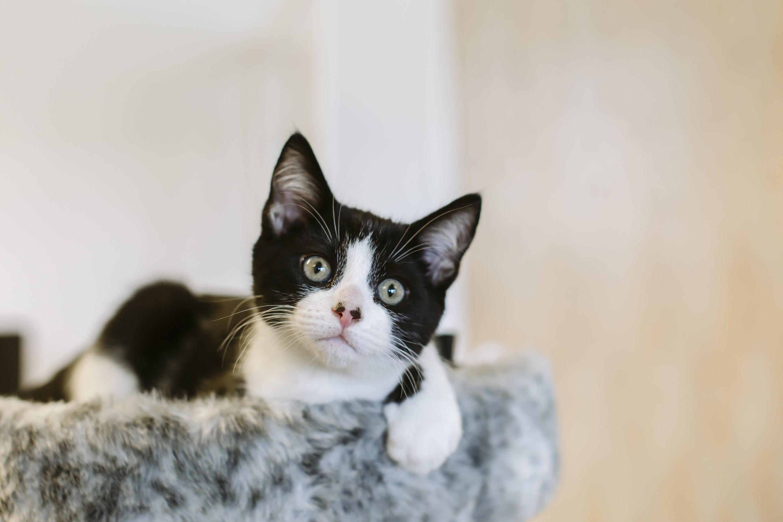 Debunking Myths: Can CBD Oil Make Your Cat High?