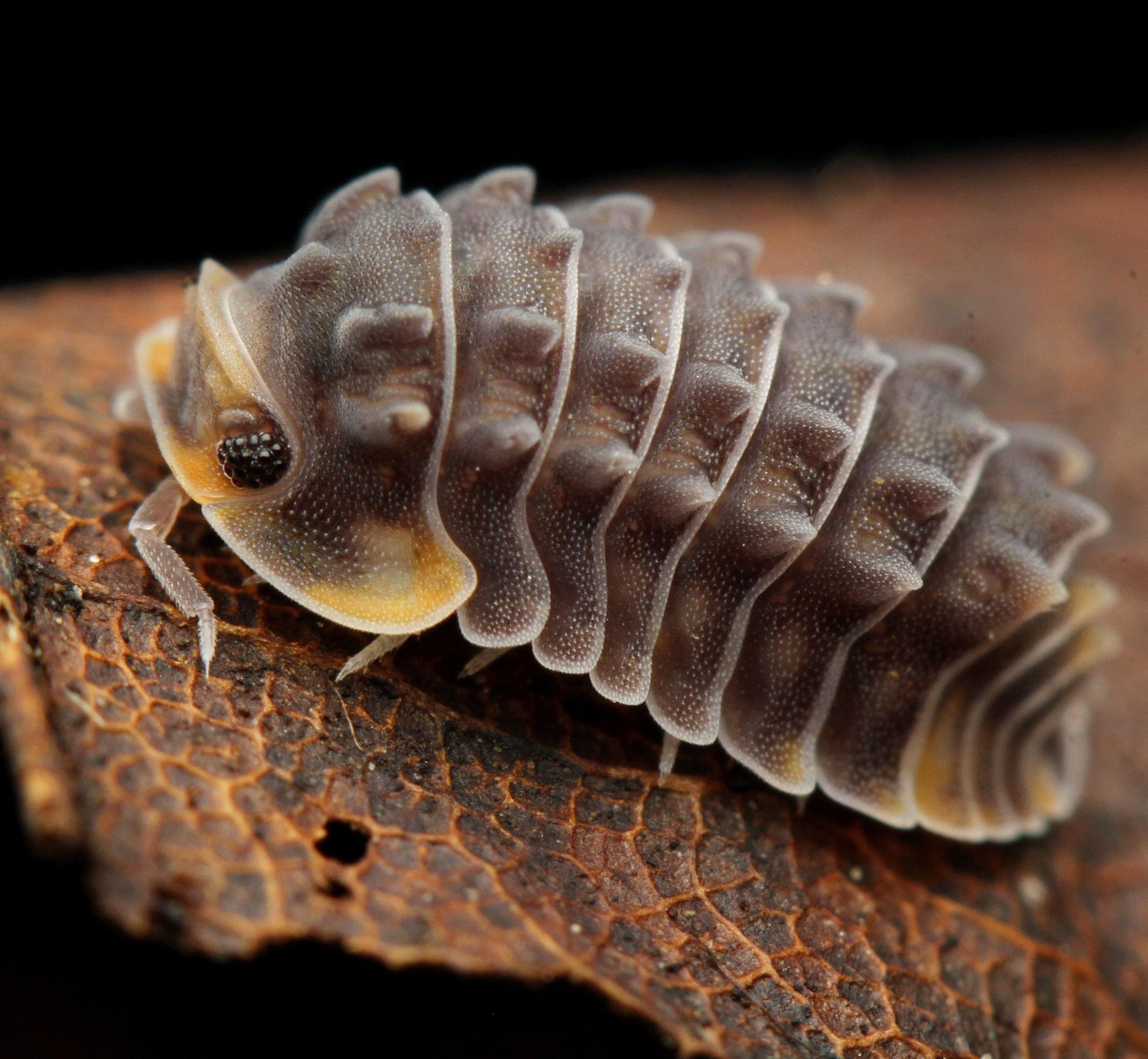 what do isopods eat